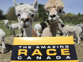 Amazing Race Canada