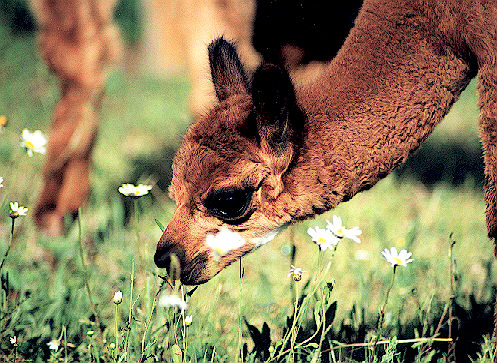 I Helped Deliver a Baby Alpaca