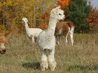 Alpaca Advantage