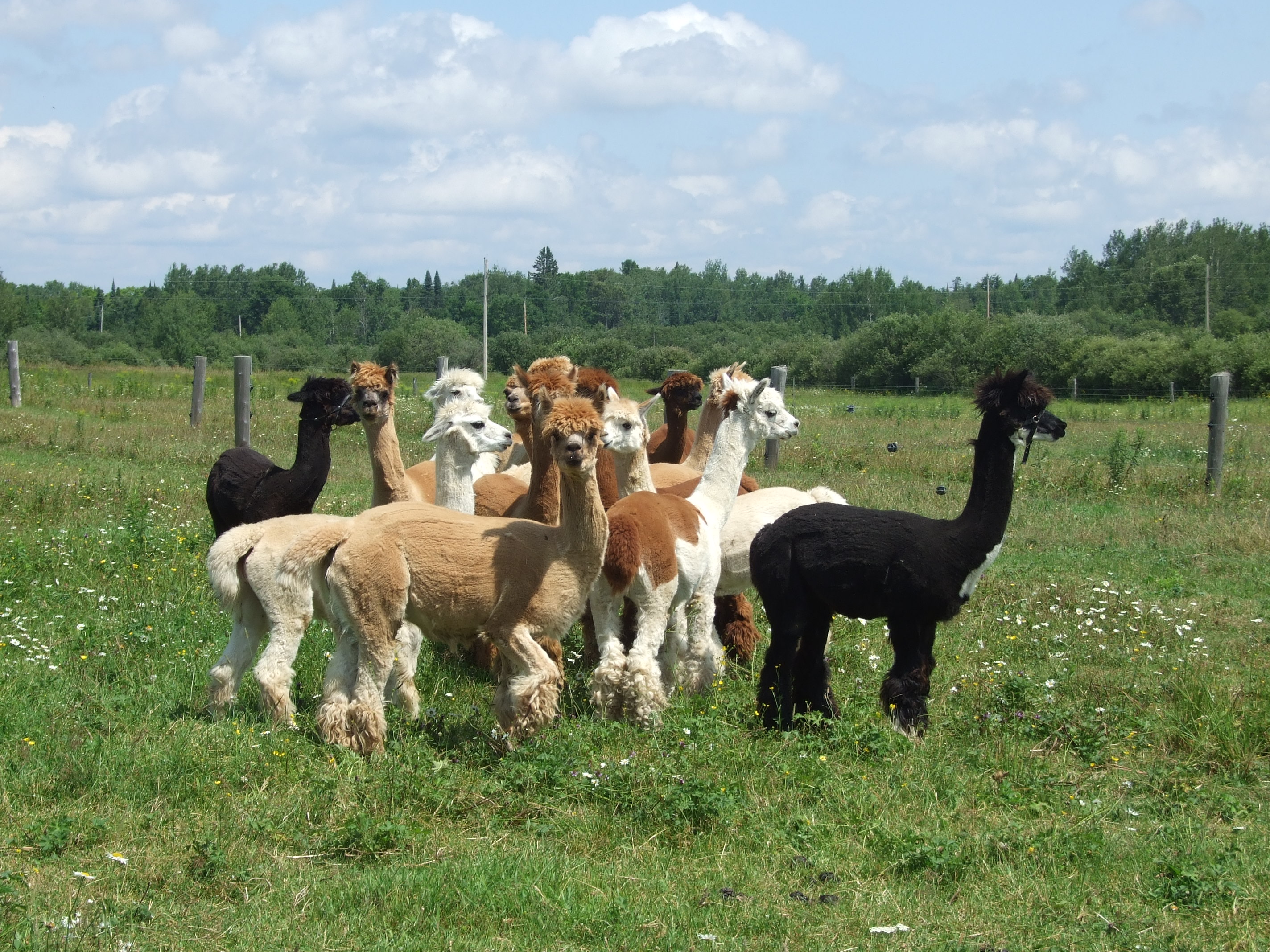 Sheared Alpaca